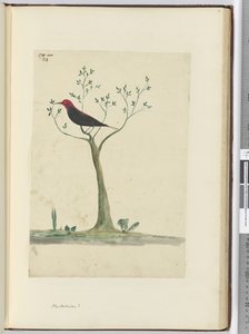 F.24 Neue Hebriden?, 1772-75