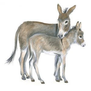 Eselin und Fohlen