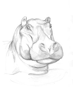 Flusspferd 02