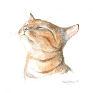 Gelassene getigerte Katze