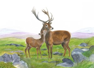 Hirsch und junge Hirschkuh
