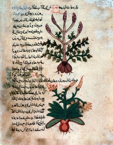 Seite aus einem medizinischen Herbarium (Manuskript)