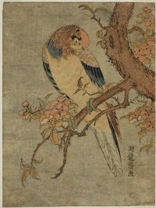 Papagei auf Quittenbaum von Isoda Koryusai