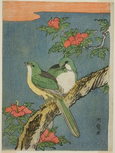 Zwei Vögel auf Hibiskusbaum