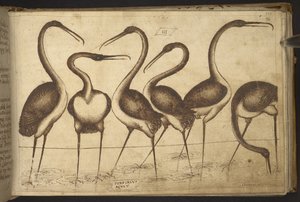 Vögel, aus Historia Animalium, bestehend aus 245 Feder-und-Tinte-Zeichnungen verschiedener Tierarten und mythischer Kreaturen, jeweils begleitet von einer Beschreibung, 1595