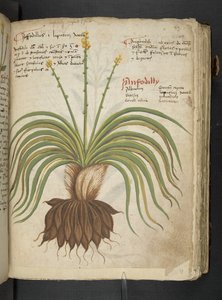 Ein Kräuterbuch, Belluno