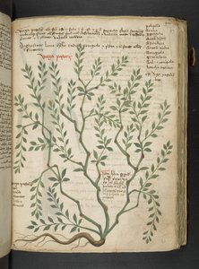 Ein Kräuterbuch, Belluno von Italian School