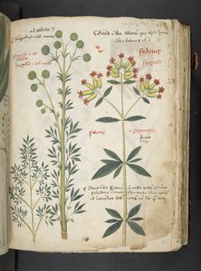 Ein Kräuterbuch, Belluno