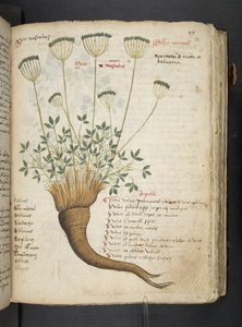 Ein Kräuterbuch, Belluno von Italian School