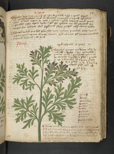 Ein Kräuterbuch, Belluno von Italian School