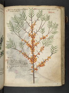 Ein Kräuterbuch, Belluno von Italian School