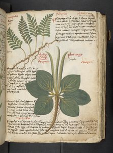 Ein Kräuterbuch, Belluno