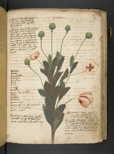 Ein Kräuterbuch, Belluno