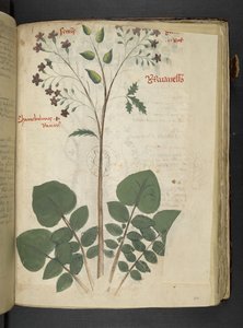 Ein Kräuterbuch, Belluno