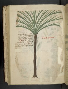 Tarro Arboro, aus Ein Kräuterbuch, Belluno
