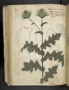 Distel, Ein Kräuterbuch, Belluno