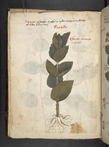 Ein Kräuterbuch, Belluno