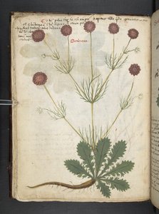 Ein Kräuterbuch, Belluno