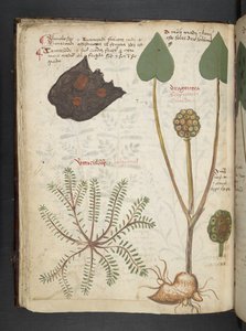 Ein Kräuterbuch, Belluno