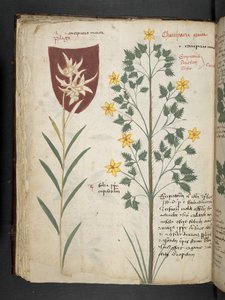 Ein Kräuterbuch, Belluno von Italian School