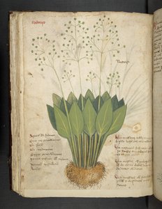 Ein Kräuterbuch, Belluno