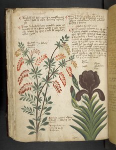 Ein Kräuterbuch, Belluno