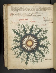 Carlina, aus Ein Kräuterbuch, Belluno