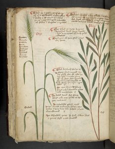 Orzo, aus Ein Kräuterbuch, Belluno