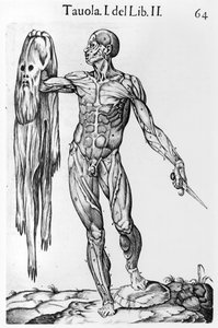 Anatomische Studie, Tafel 64, Illustration aus Anatomia del corpo humano von Juan de Valverde, Rom, 1560 von Italian School