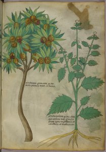 Botanische Illustration von Italian School