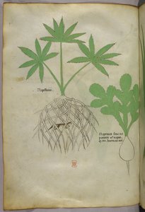 Botanische Illustration, ca. 1440 von Italian School
