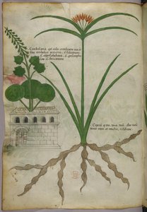 Botanische Illustration, um 1440 von Italian School