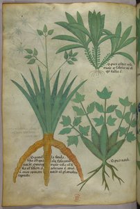 Botanische Illustration, um 1440