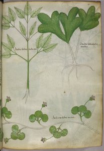 Botanische Illustration, um 1440 von Italian School