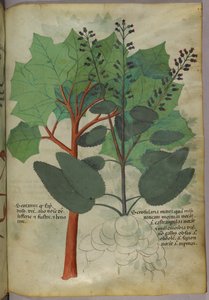 Botanische Illustration, ca. 1440