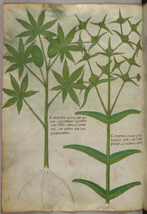 Botanische Illustration, ca. 1440