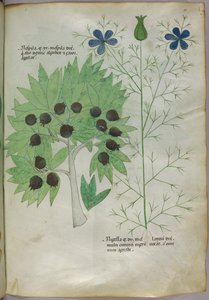 Botanische Illustration, ca. 1440 von Italian School
