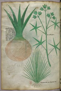 Botanische Illustration, ca. 1440