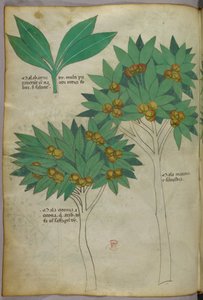 Botanische Illustration, ca. 1440 von Italian School