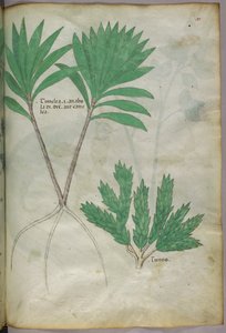 Botanische Illustration, ca. 1440 von Italian School