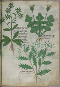 Botanische Illustration, ca. 1440 von Italian School