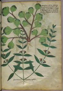 Botanische Illustration, ca. 1440