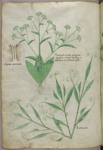 Botanische Illustration, um 1440