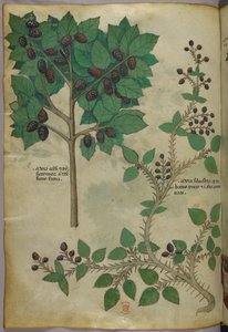 Botanische Illustration, um 1440 von Italian School