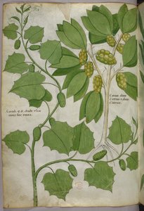 Botanische Illustration, um 1440 von Italian School