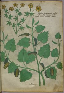 Botanische Illustration, um 1440 von Italian School