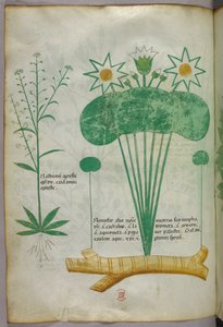 Botanische Illustration, um 1440