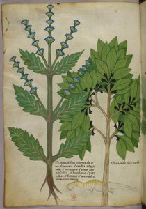 Botanische Illustration aus Herbal, Tractatus de Herbis, Sloane 4016 f.39v, ca. 1440 von Italian School