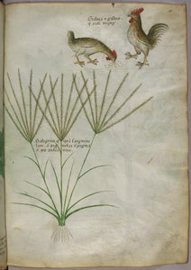 Botanische Illustration einer Pflanze und zwei Hähne, um 1440