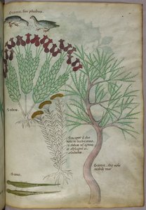 Botanische Illustration von Pflanzen mit Vögeln und Insekten, ca. 1440